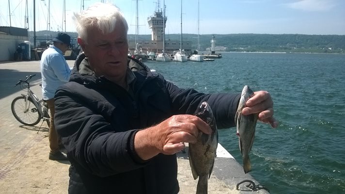 Морските гарги завладяха Варна.